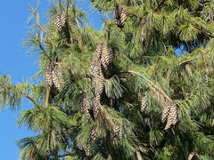 blue pine