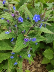 Green Alkanet