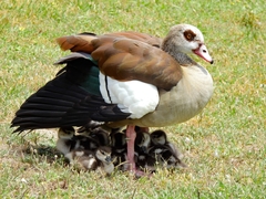 Egyptian Goose
