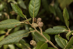 Holm oak