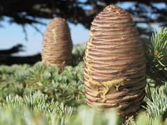 Cedars
