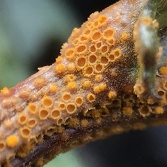 Groundsel crown rust