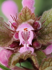 red deadnettle