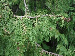 Lawson's cypress