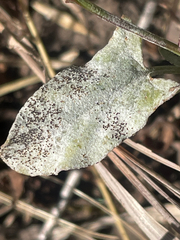 Bindweed Powdery Mildew