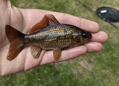Goldfish