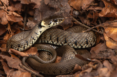 Barred Grass Snake