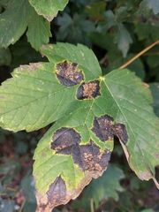 Black Tar Spot