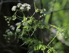Cow Parsley