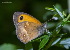 Gatekeeper