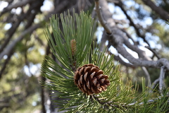 black pine