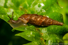 Two lipped door snail