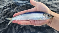 Atlantic Herring