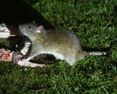 Brown Rat
