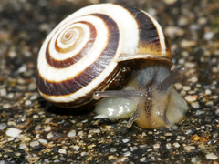 Vineyard Snail