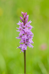 Common Spotted Orchid