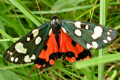 Scarlet Tiger