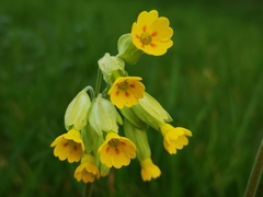 Cowslip