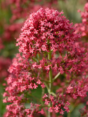 Red Valerian