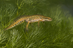 Palmate Newt