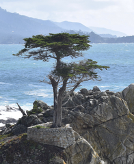 Monterey Cypress