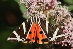 Jersey Tiger