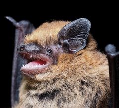 Common Pipistrelle