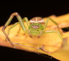 Eurasian Green Crab Spider