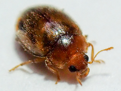 Round-keeled Rhyzobius