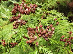 western redcedar