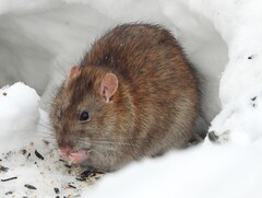 Brown Rat