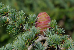 Atlas cedar