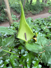 Cuckoo-pint