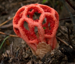 red-cage fungus