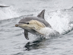 Common Dolphin