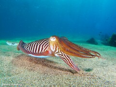 European Common Cuttlefish