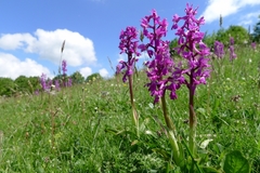 Early Purple Orchid