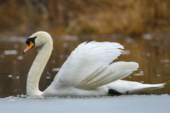 Mute Swan