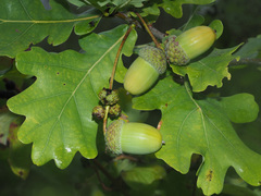English oak