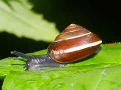 Girdled Snail