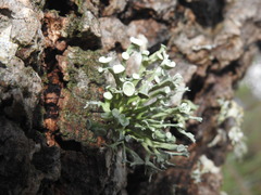 Dotted Ribbon Lichen