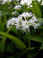 Ramsons