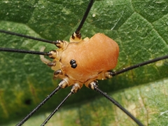 Leiobunum rotundum