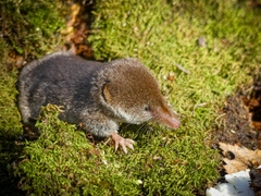 Eurasian Pygmy Shrew
