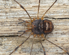 Fork-palped Harvestman