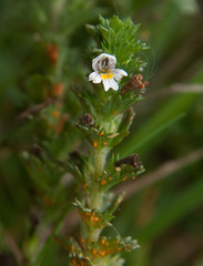 Coleosporium euphrasiae