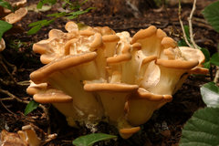 Giant Polypore