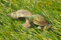 Great Pond Snail