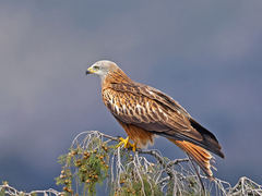 Red Kite