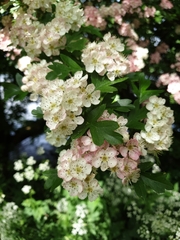 common hawthorn